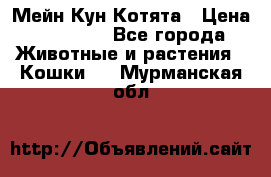 Мейн Кун Котята › Цена ­ 15 000 - Все города Животные и растения » Кошки   . Мурманская обл.